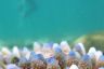 Third large-scale bleaching in five years