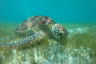 First-of-its-kind project aims to bring tropical seagrass meadows back  to the Great Barrier Reef