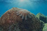 What are crown-of-thorns starfish?