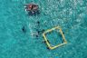 The Great Barrier Reef is under threat - this is how we're saving it