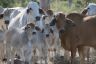 Improved Grazing Management in the Burdekin