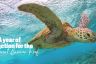 A close-up of a turtle swimming underwater and looking towards the camera. There is text on screen saying "A year of action for the Great Barrier Reef.