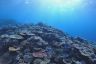 Citizen Science project wrap: Stories of impact
