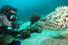 Leading UQ marine ecologist appointed Chief Scientist of Great Barrier Reef Foundation