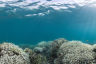 Great Barrier Reef faces most widespread bleaching on record 