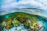 How nature could help save the planet