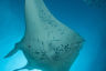 Five fascinating facts about manta rays 