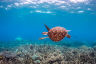 Cairns-Port Douglas Reef Hub Network Grant Application June 2023