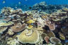 L’Oréal and the Great Barrier Reef Foundation kickstart a global coral reef restoration industry 