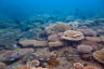 Coral cover's up, but critical risks remain in Reef recovery
