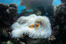 What you can do to help the Reef right now