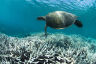 Turtle swims over bleached coral on the Great Barrier Reef in 2021.