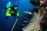 Breakthrough detection and response capabilities bolster fight against coral-eating starfish