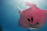 ReefChat: Restoring Lady Elliot Island