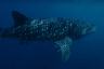 Five fascinating facts about whale sharks 