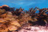 Corals, communities, and climate change – how collaboration is key for survival