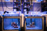 Could microscopic algae help coral reefs adapt to a warming ocean? 