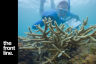On the Front Line with Reef Community Scientists