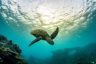 REEFCHAT: Saving our endangered turtles