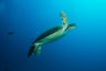 Reef Resilience Framework