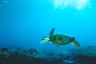 REEFCHAT: How we're saving our endangered turtles