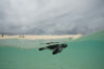 Turtle hatchling at Raine Island
