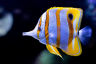 Put your feet up and enjoy 6 of our favourite Reef documentaries 