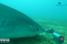 Underwater Mischief Captured on Camera