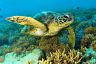 Local Reef stewardship thriving in Cairns and Port Douglas