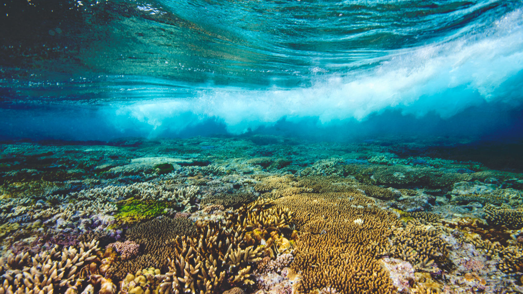 Image result for great barrier reef