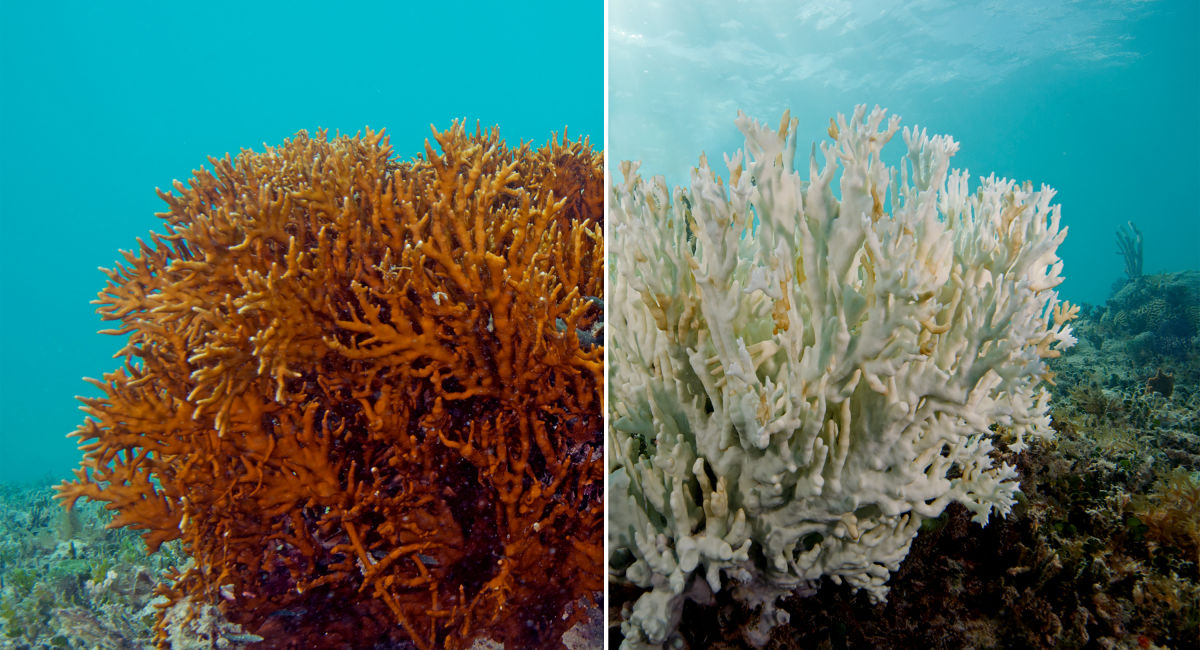 Coral Bleaching Great Barrier Reef Foundation