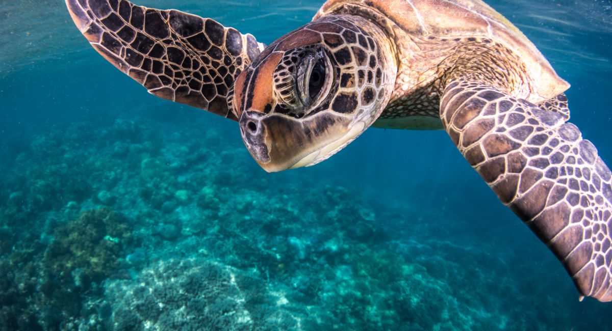 Green turtle An icon with a story to tell Great Barrier Reef Foundation
