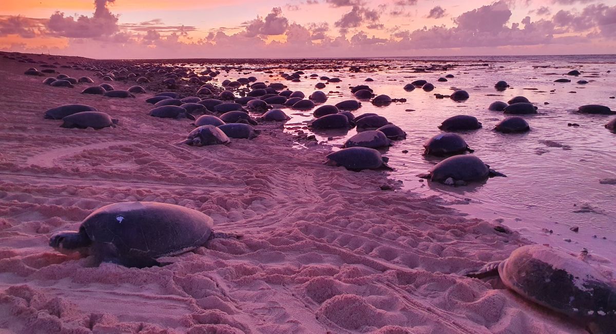 Endangered green turtles nesting in their thousands on Raine Island
