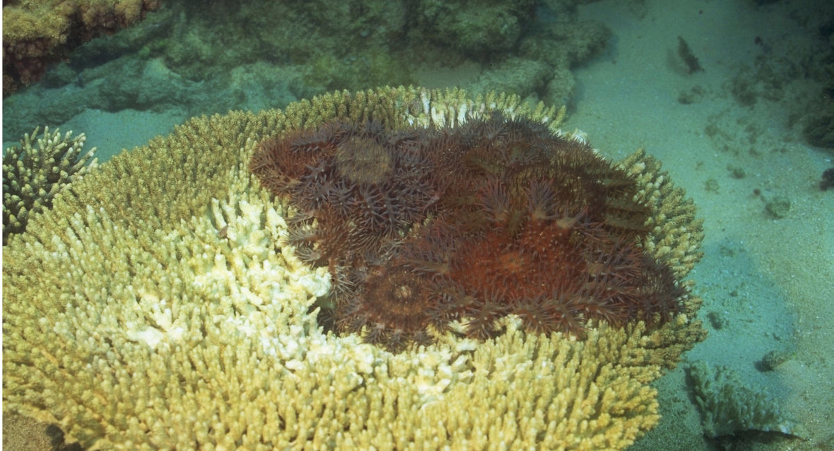 Five fascinating facts about crownofthorns starfish Great Barrier Reef Foundation Five fascinating facts about crownofthorns starfish Great Barrier Reef Foundation