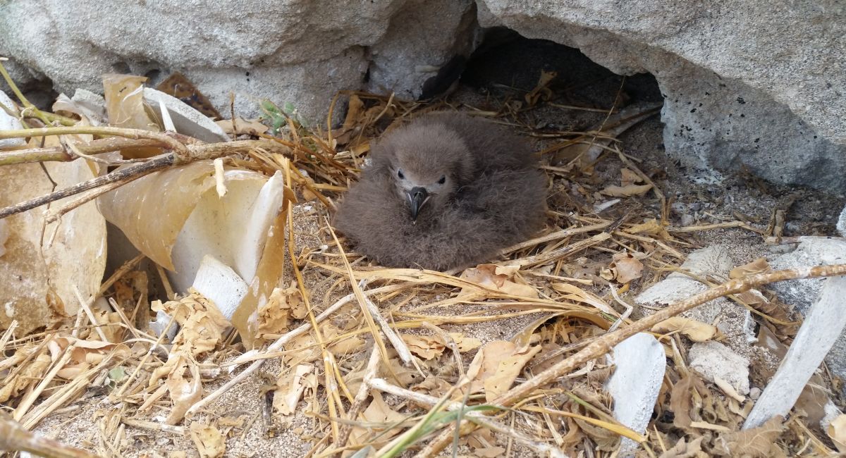 Endangered seabird discovery on Raine Island breaks 30 year record Great Barrier Reef Foundation