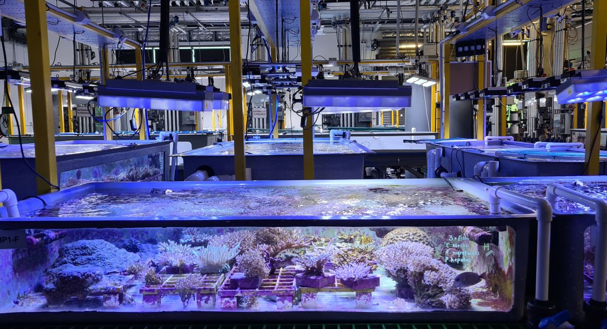 What is coral aquaculture? Great Barrier Reef Foundation