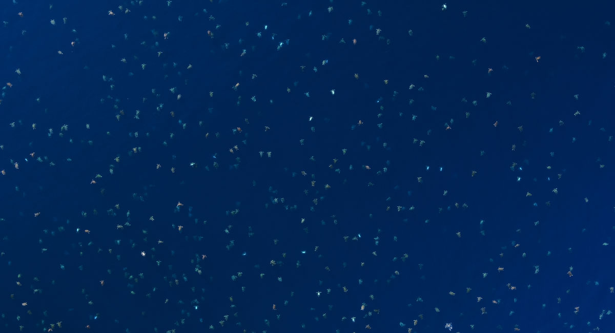 Thousands of turtles nesting at improved Raine Island Great Barrier