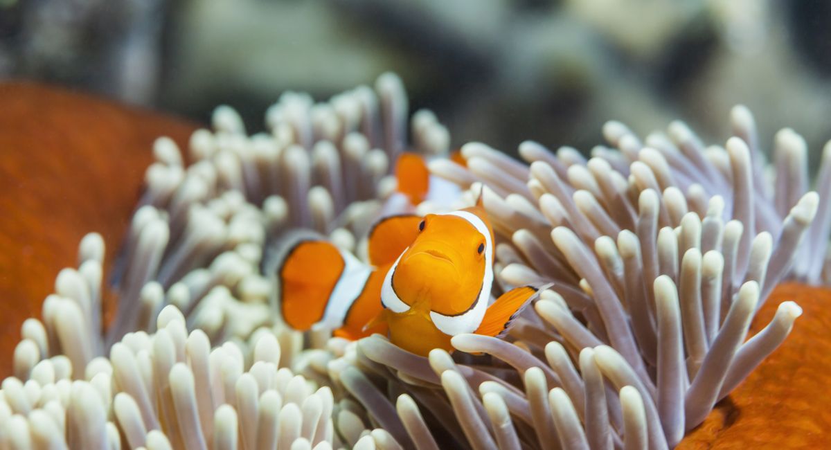 Clownfish Facts - Great Barrier Reef Foundation - Great Barrier Reef Foundation