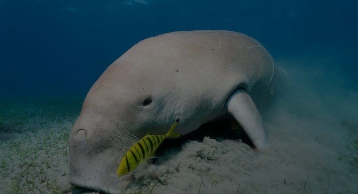 Dugong - Great Barrier Reef Foundation - Great Barrier Reef Foundation