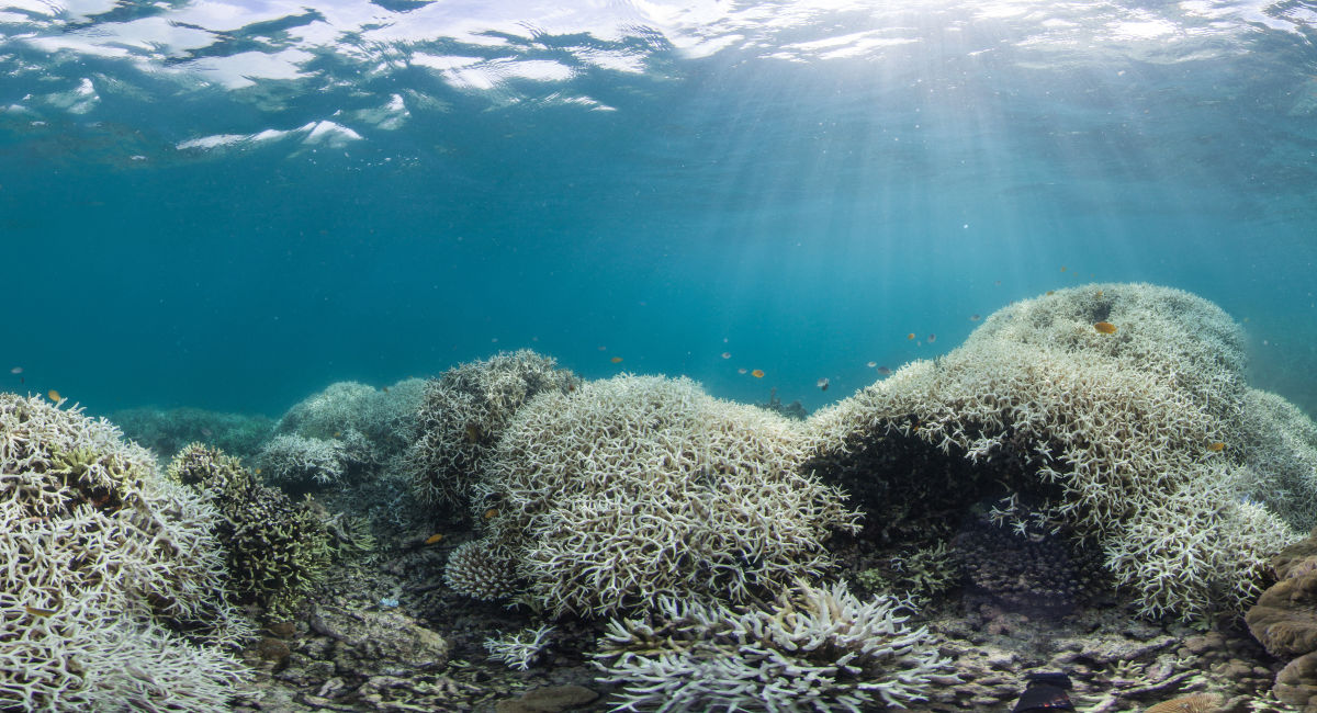 Coral Bleaching - Great Barrier Reef Foundation