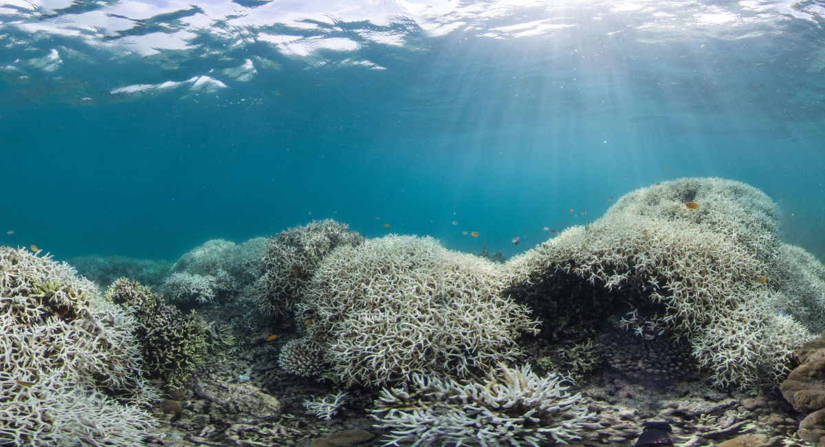 Coral bleaching - Great Barrier Reef Foundation