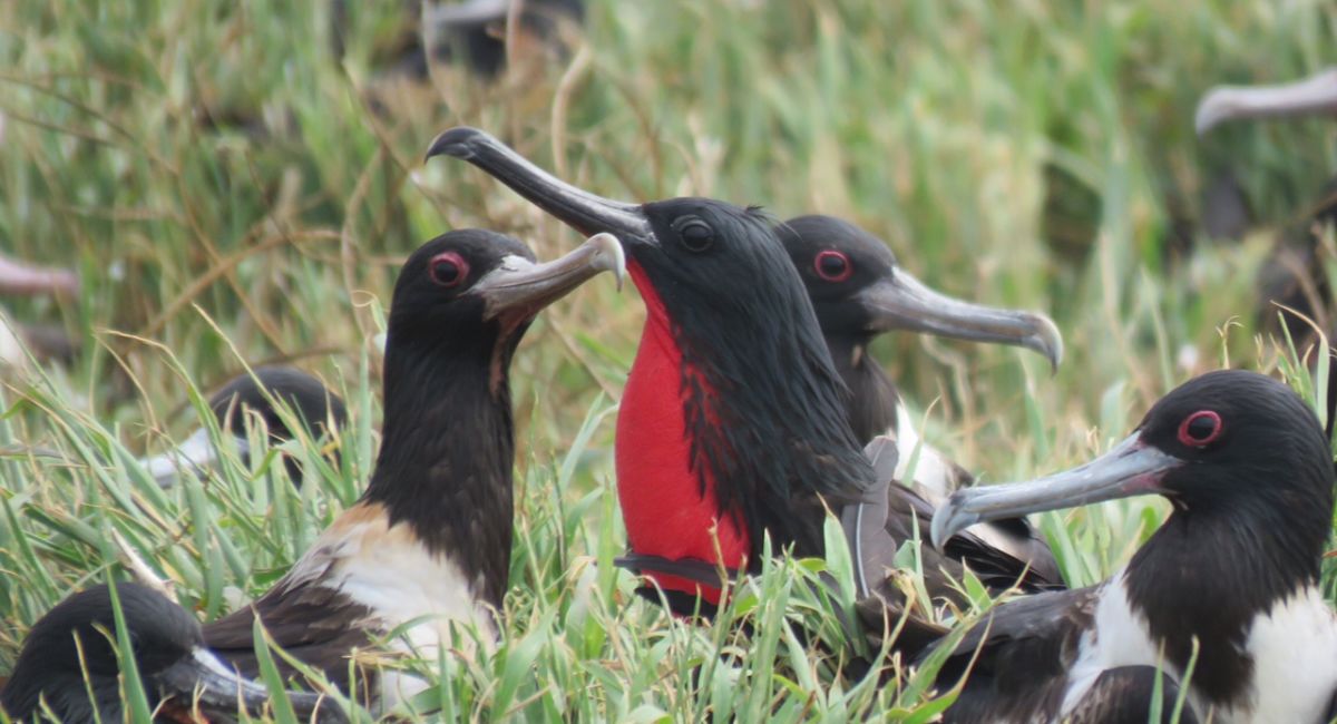 High tech eavesdropping on Raine Island seabirds Great Barrier Reef Foundation