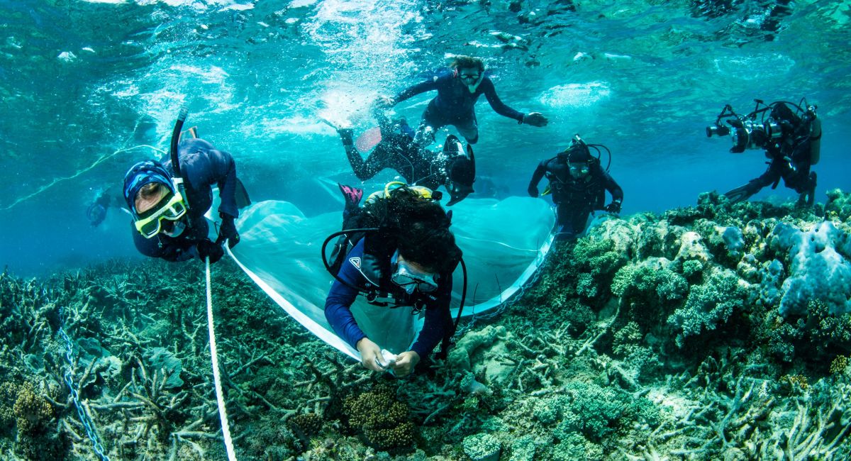 In Pictures Coral Ivf Great Barrier Reef Foundation In Pictures Coral Ivf Great Barrier Reef Foundation