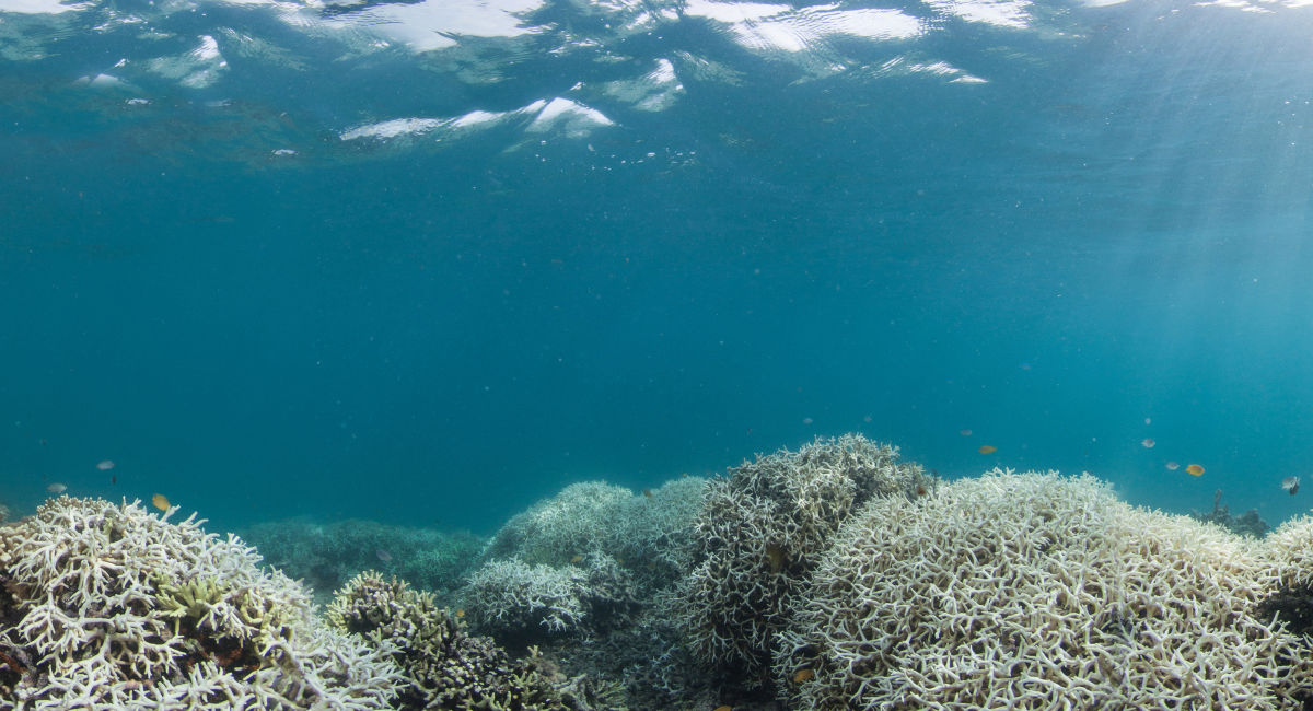 Great Barrier Reef faces most widespread bleaching on