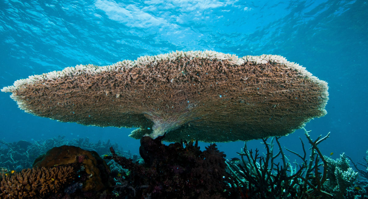 Reef health update Great Barrier Reef Foundation