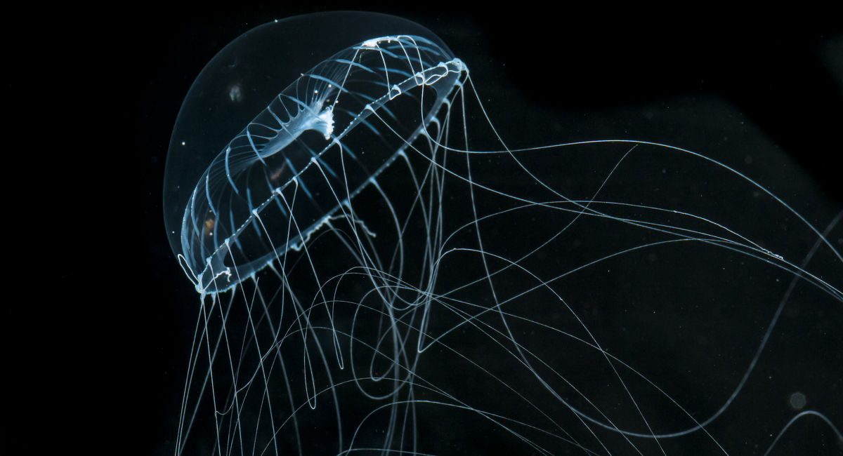 Jellyfish Great Barrier Reef Foundation Great Barrier Reef Foundation