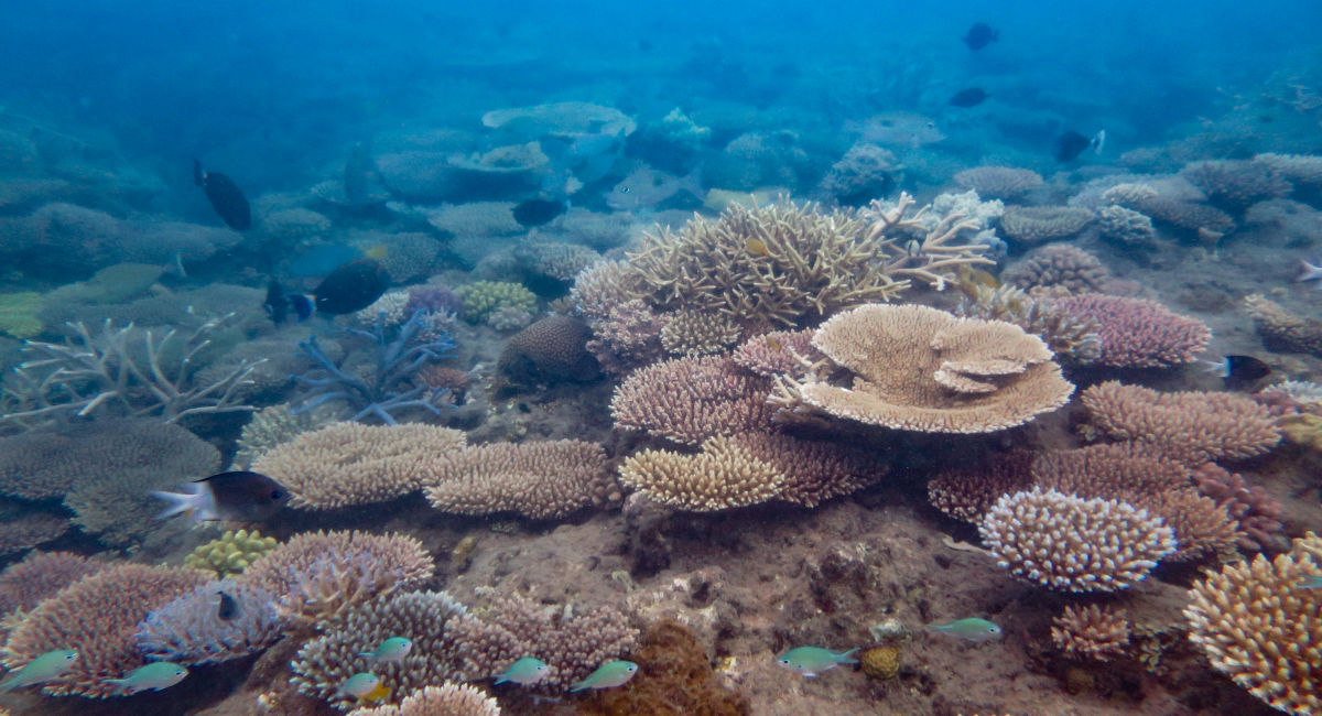Coral cover's up, but critical risks remain in Reef recovery Great