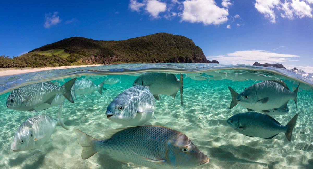 Resilient Reefs Initiative: Phase 2 launches in the Pacific - Great ...