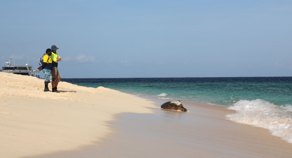 Trackers reveal the secret lives of Raine Island’s turtles Great
