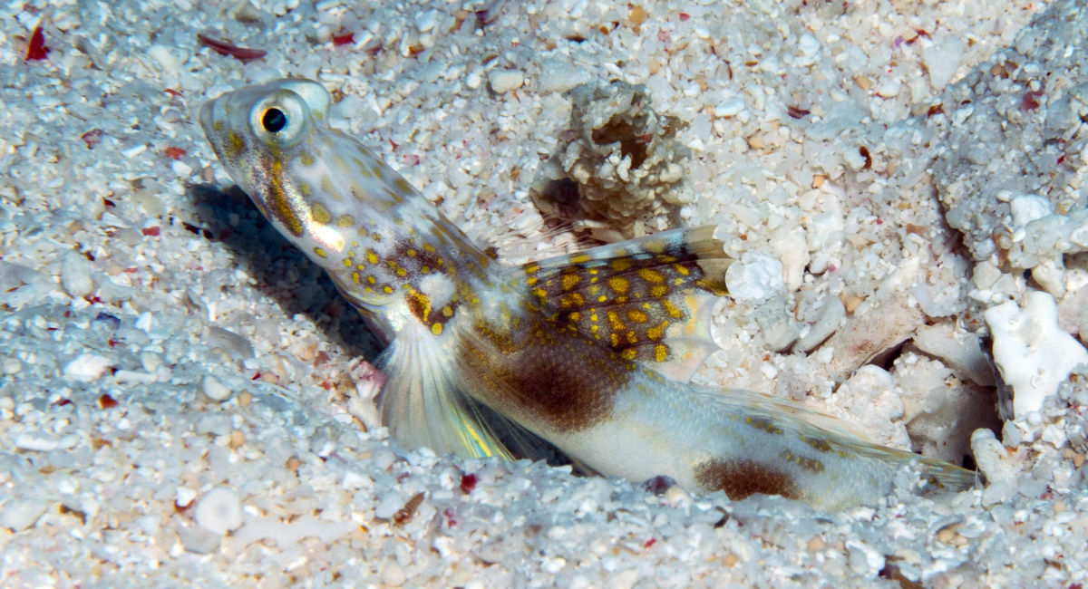Researchers find new fish species in Great Barrier Reef - Great